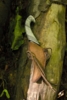 Dark Elven Throwing Knife & Holder - Brown - Bagside